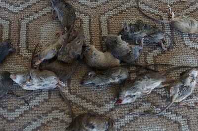 mouse trapping